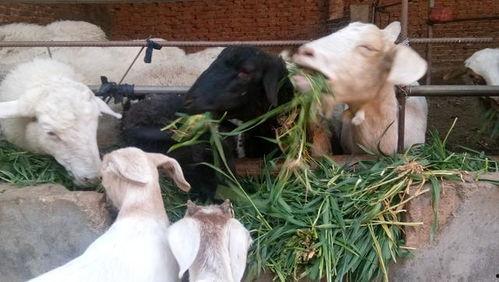 小羊羊爆料最新内容视频,揭秘视频背后的惊人真相! 第1张 小羊羊爆料最新内容视频,揭秘视频背后的惊人真相! 第1张